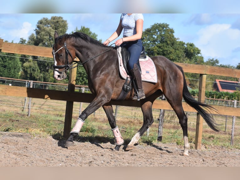 Andere Rassen Merrie 9 Jaar 162 cm Donkerbruin in Achtmaal