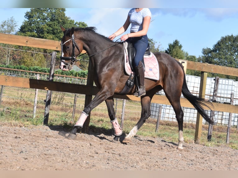 Andere Rassen Merrie 9 Jaar 162 cm Donkerbruin in Achtmaal