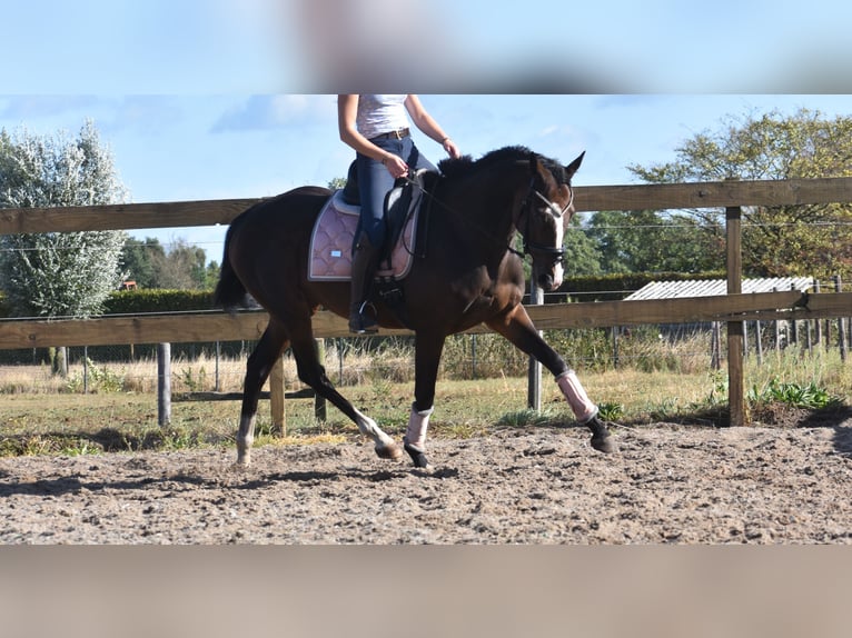 Andere Rassen Merrie 9 Jaar 162 cm Donkerbruin in Achtmaal