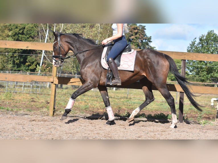 Andere Rassen Merrie 9 Jaar 162 cm Donkerbruin in Achtmaal