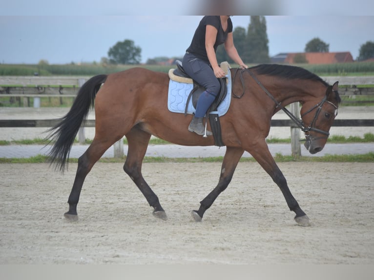 Andere Rassen Merrie 9 Jaar 164 cm Bruin in Breda