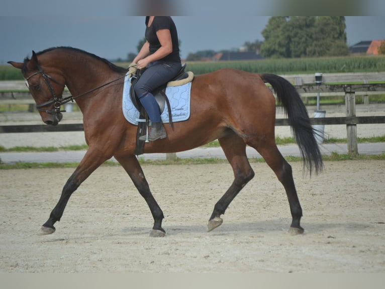 Andere Rassen Merrie 9 Jaar 164 cm Bruin in Breda