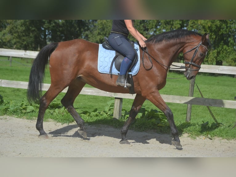 Andere Rassen Merrie 9 Jaar 164 cm Bruin in Breda