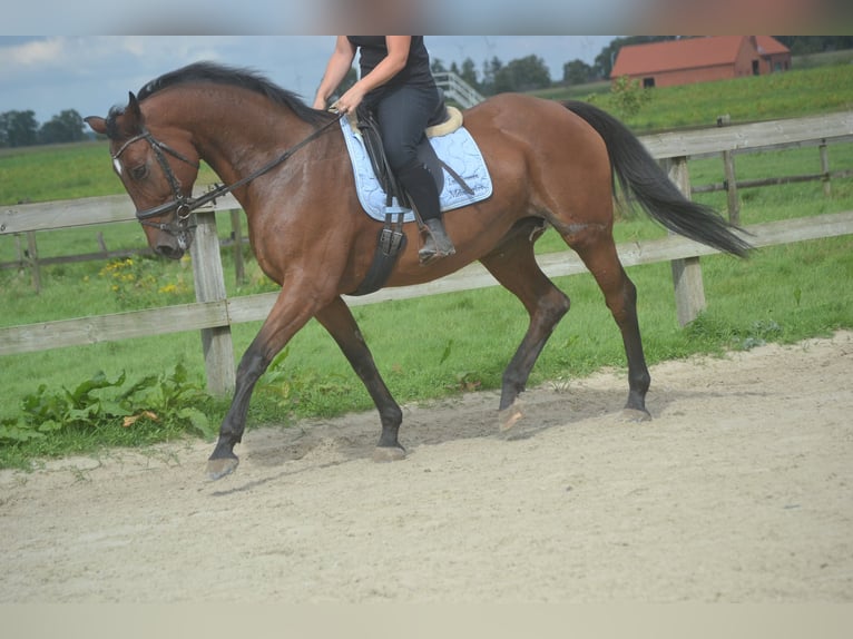 Andere Rassen Merrie 9 Jaar 164 cm Bruin in Wuustwezel