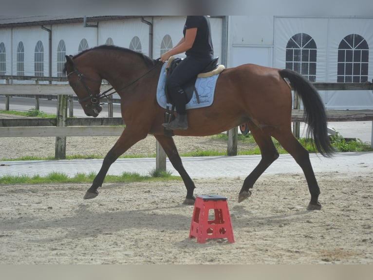 Andere Rassen Merrie 9 Jaar 164 cm Bruin in Wuustwezel