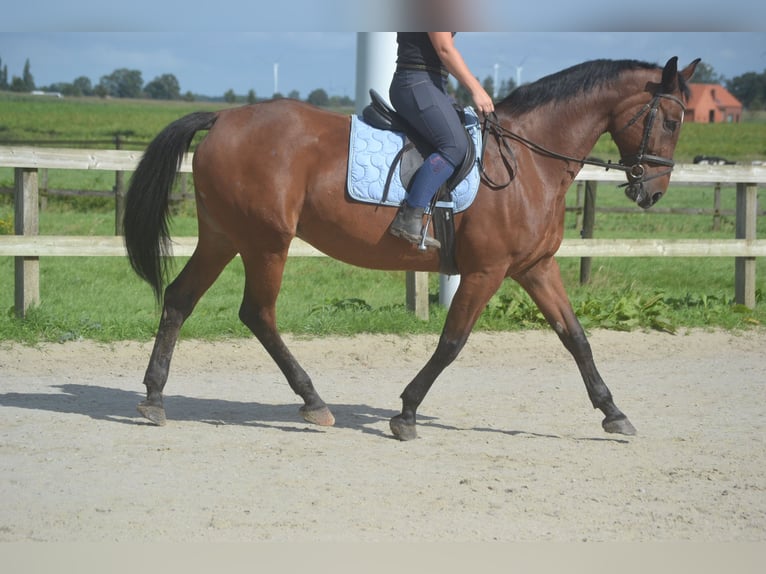 Andere Rassen Merrie 9 Jaar 164 cm Bruin in Wuustwezel