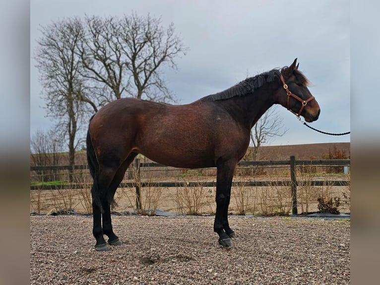 Andere Rassen Mix Merrie 9 Jaar 165 cm Donkerbruin in Leipzig