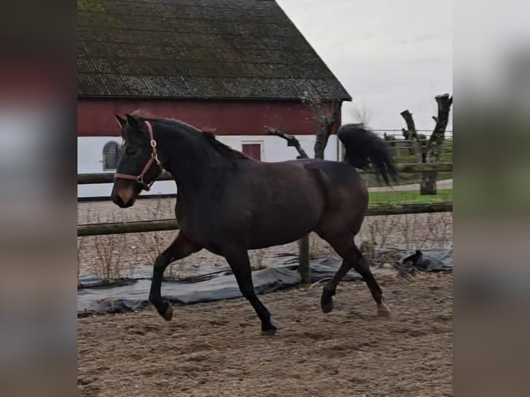 Andere Rassen Mix Merrie 9 Jaar 165 cm Donkerbruin in Leipzig