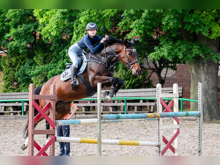 Andere Rassen Merrie 9 Jaar 167 cm Roodbruin in S&#x119;dzice
