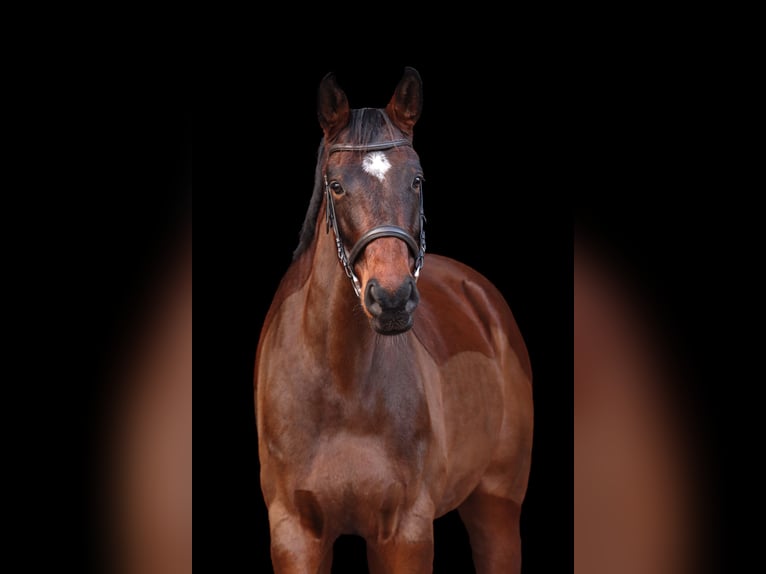 Andere Rassen Merrie 9 Jaar 168 cm Bruin in Vechta