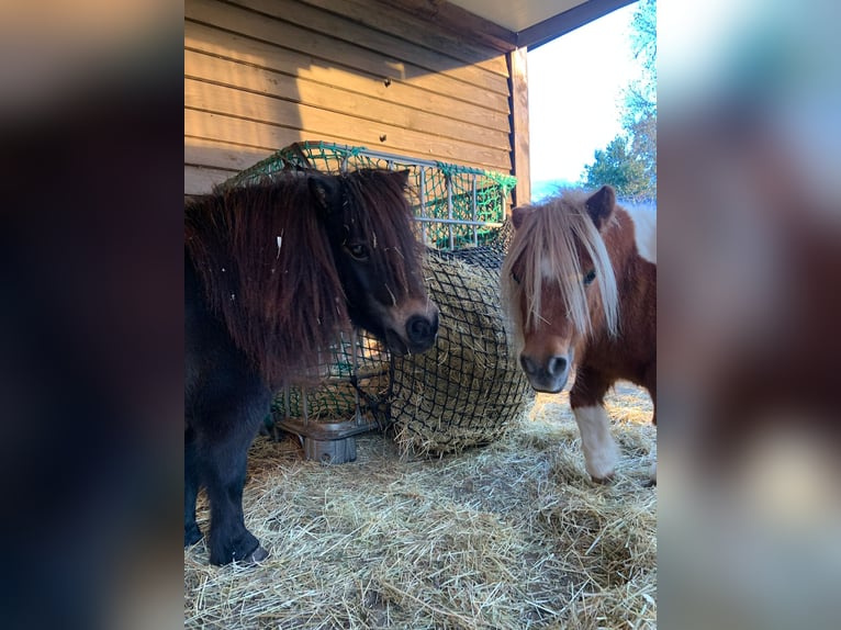 Andere Rassen Merrie 9 Jaar in MoormerlandMoormerland