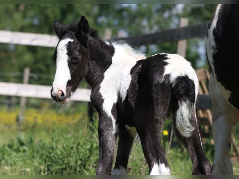 Andere Rassen Merrie Veulen (05/2026) 148 cm Tobiano-alle-kleuren in Renaix