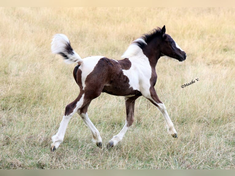 Andere Rassen Merrie Veulen (05/2026) 148 cm Tobiano-alle-kleuren in Renaix
