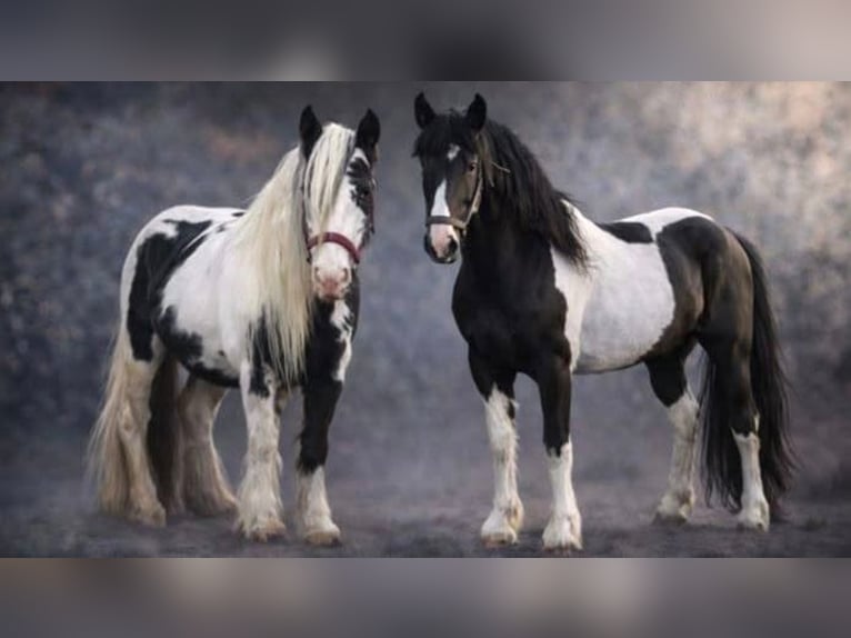 Andere Rassen Merrie Veulen (05/2026) 148 cm Tobiano-alle-kleuren in Renaix