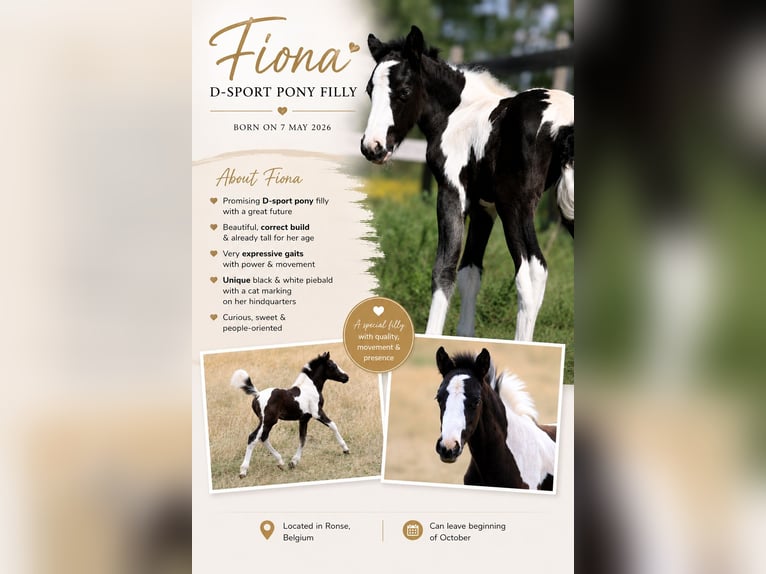 Andere Rassen Merrie Veulen (05/2026) 148 cm Tobiano-alle-kleuren in Renaix