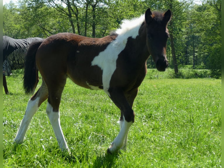 Andere Rassen Merrie  150 cm Gevlekt-paard in Lathen