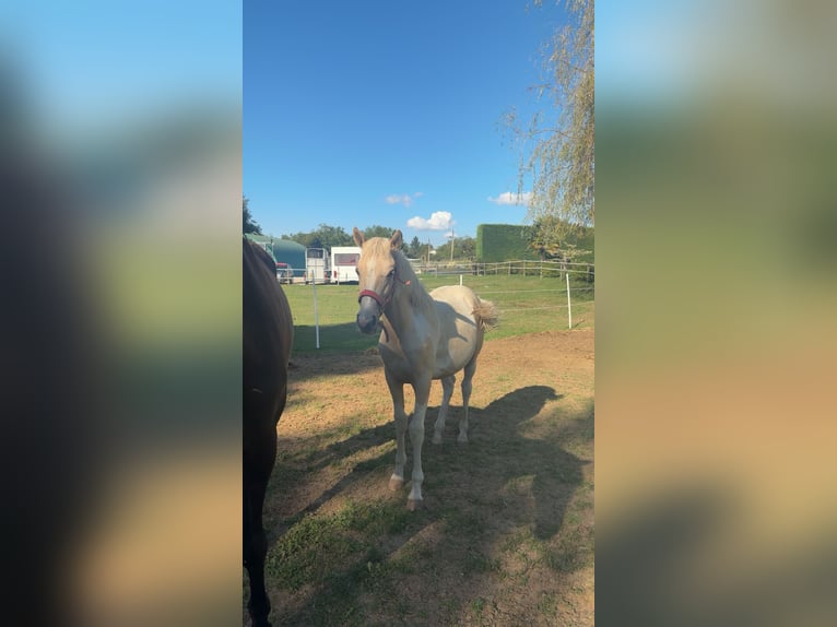 Andere Rassen Mix Merrie Veulen (01/2025) 150 cm Palomino in Bressieux