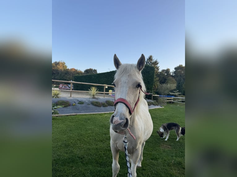 Andere Rassen Mix Merrie Veulen (01/2025) 150 cm Palomino in Bressieux
