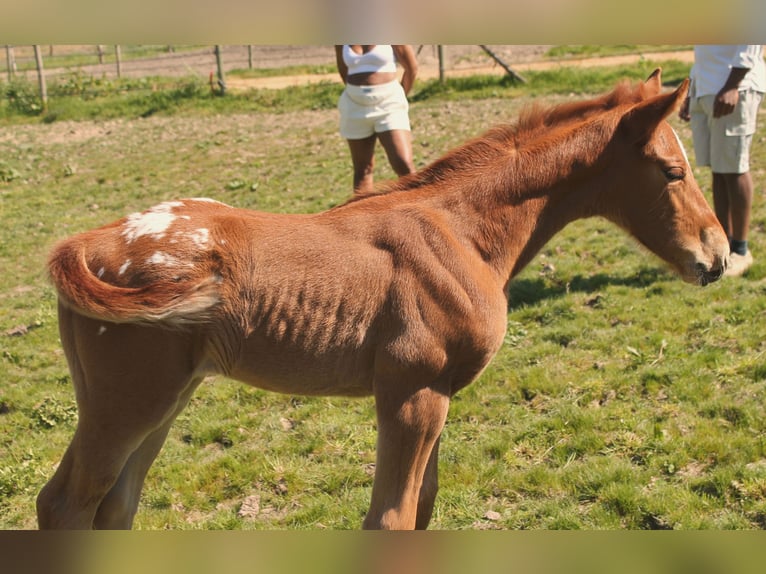 Andere Rassen Merrie Veulen (02/2026) 165 cm Appaloosa in fraisse