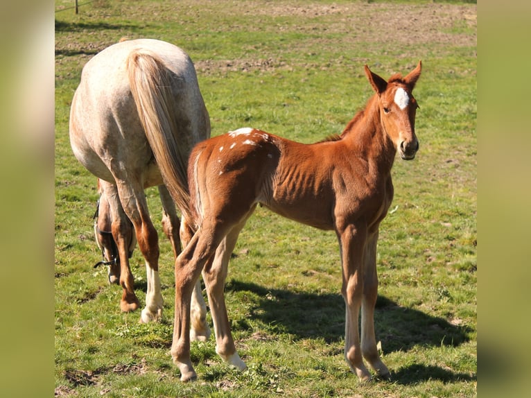 Andere Rassen Merrie Veulen (02/2026) 165 cm Appaloosa in fraisse