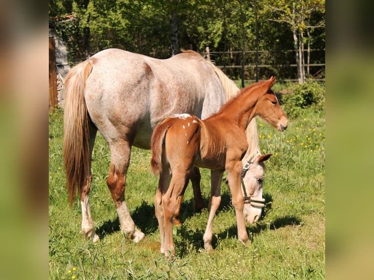 Andere Rassen Merrie Veulen (02/2026) 165 cm Appaloosa in fraisse