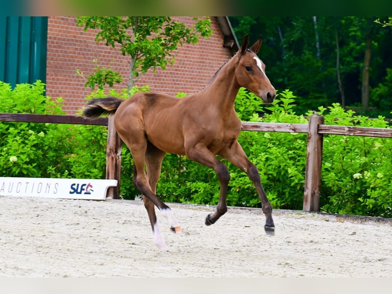 Andere Rassen Merrie  Bruin in Bladel