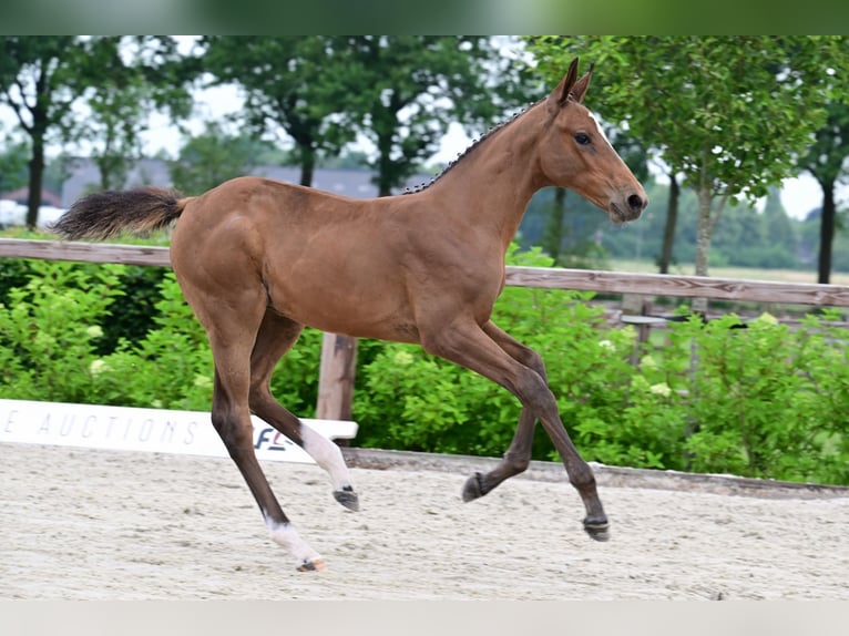 Andere Rassen Merrie  Bruin in Bladel