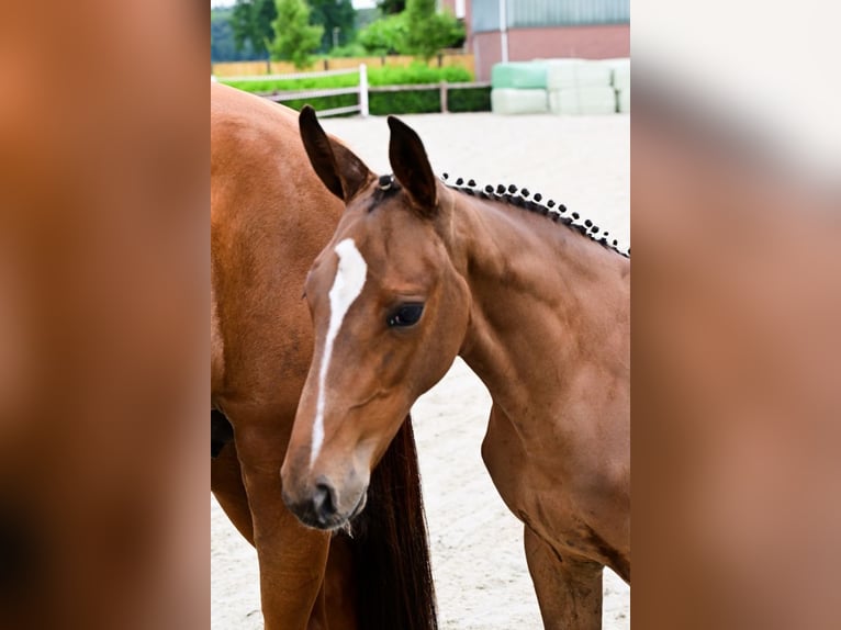 Andere Rassen Merrie  Bruin in Bladel