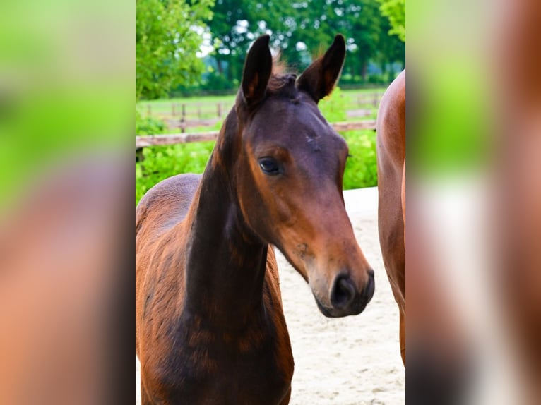Andere Rassen Merrie  Donkerbruin in Bladel