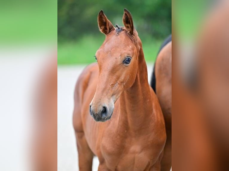 Andere Rassen Merrie veulen (05/2024) in Zele