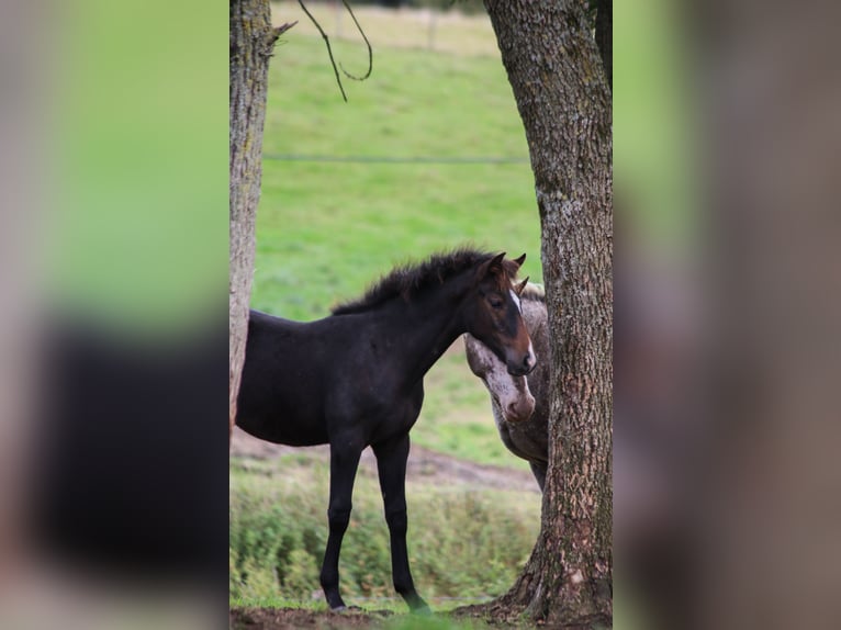 Andere Rassen Merrie veulen (05/2024) Zwartbruin in SORBIER