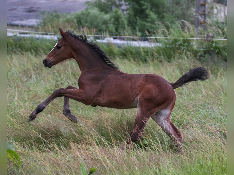 Andere Rassen Merrie veulen (05/2024) Zwartbruin in SORBIER