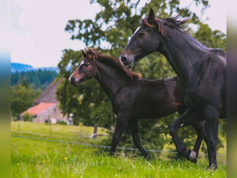 Andere Rassen Merrie veulen (05/2024) Zwartbruin in SORBIER