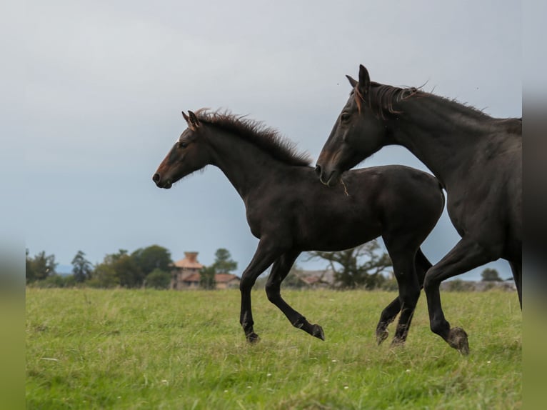 Andere Rassen Merrie veulen (05/2024) Zwartbruin in SORBIER