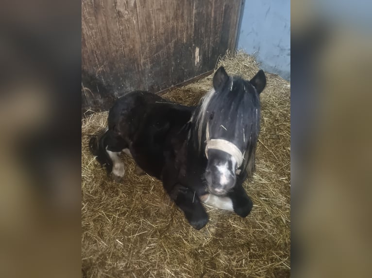 Andere Rassen Ruin 10 Jaar 120 cm Gevlekt-paard in Baruth/Mark