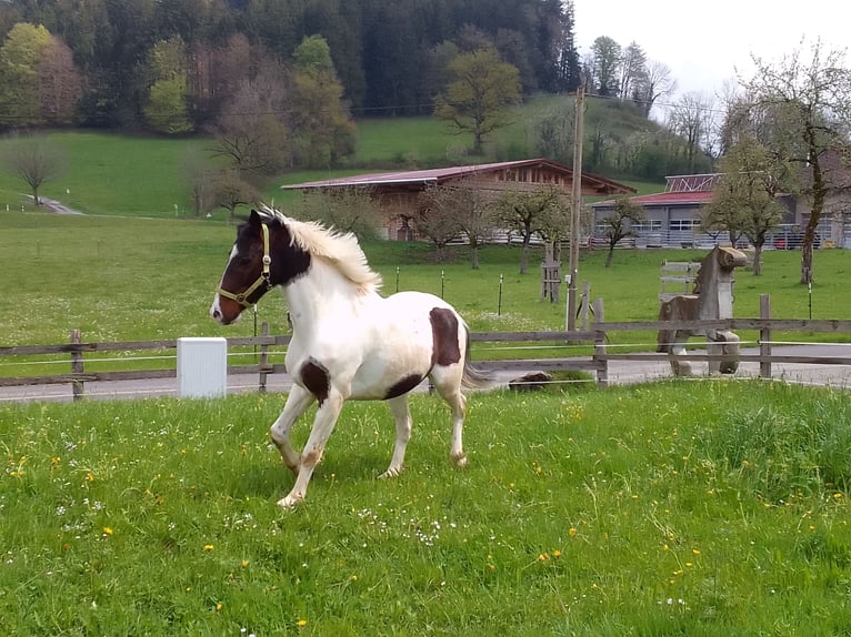 Andere Rassen Ruin 10 Jaar 143 cm Gevlekt-paard in Grünenbach