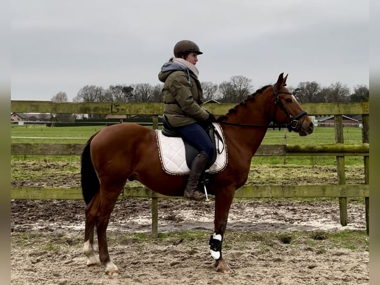 Andere Rassen Ruin 10 Jaar 147 cm Vos in Barneveld