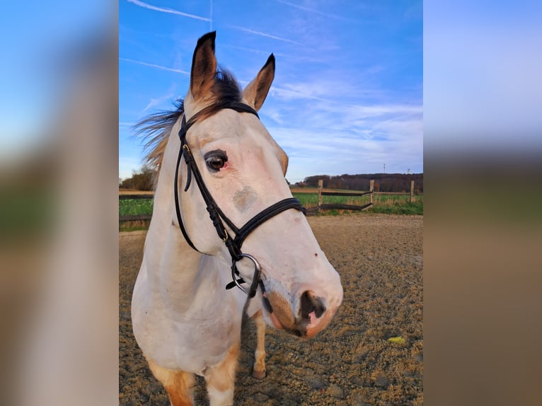 Andere Rassen Mix Ruin 10 Jaar 149 cm Gevlekt-paard in Ellezelles