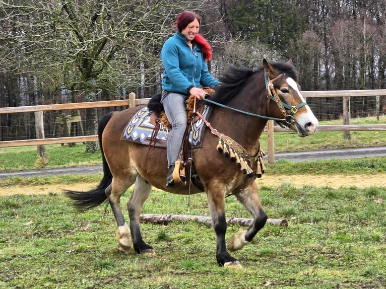 Andere Rassen Mix Ruin 10 Jaar 152 cm Bruin in Linkenbach