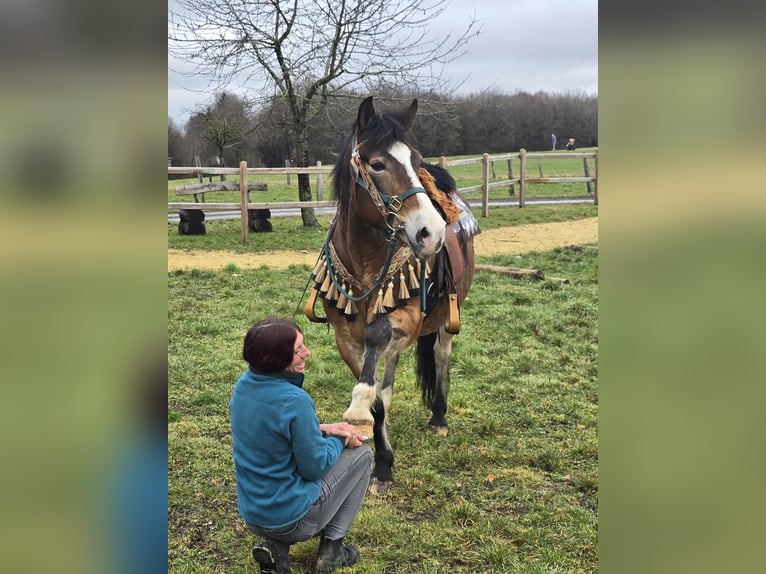 Andere Rassen Mix Ruin 10 Jaar 152 cm Bruin in Linkenbach