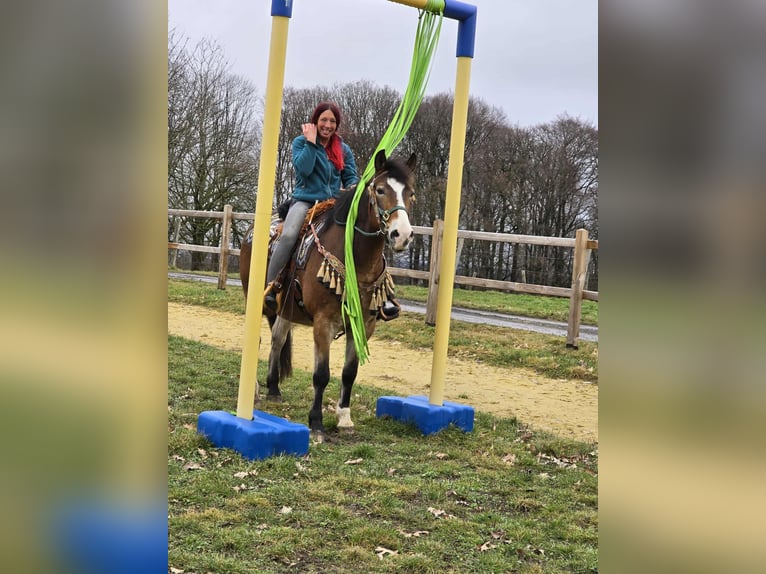 Andere Rassen Mix Ruin 10 Jaar 152 cm Bruin in Linkenbach