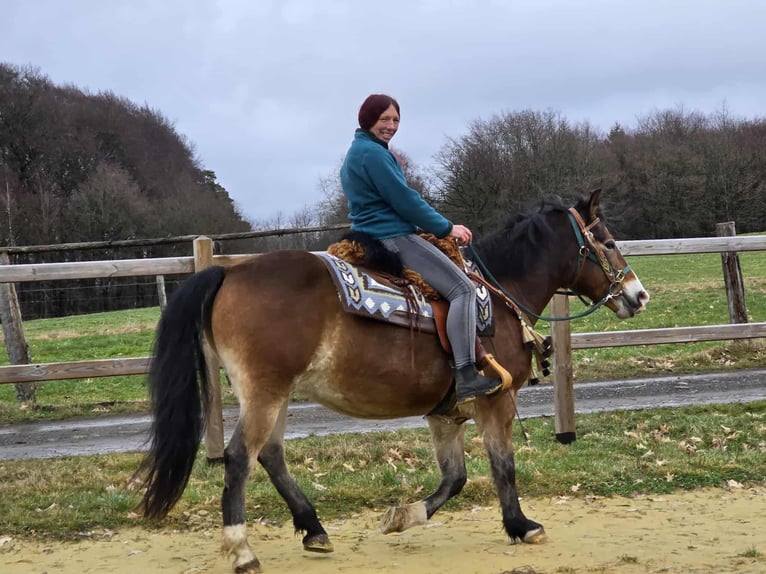 Andere Rassen Mix Ruin 10 Jaar 152 cm Bruin in Linkenbach