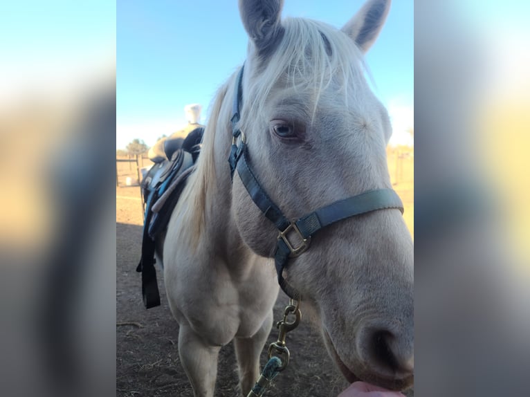 Andere Rassen Ruin 10 Jaar 152 cm Cremello in Hereford