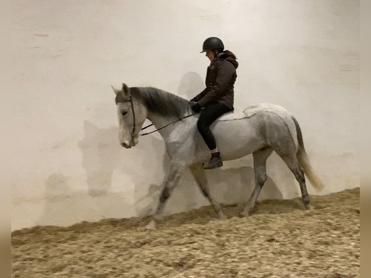 Andere Rassen Ruin 10 Jaar 152 cm Vliegenschimmel in Neuferchau