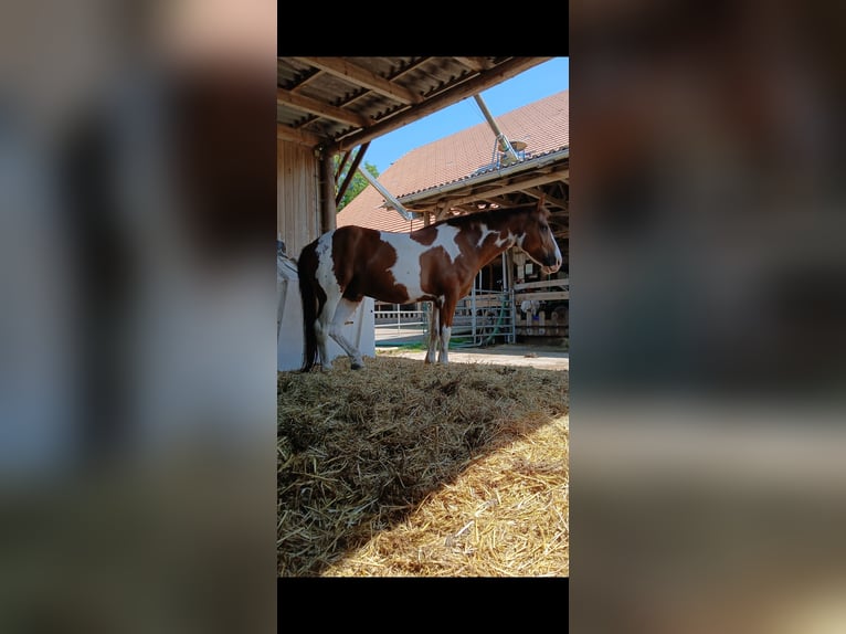 Andere Rassen Ruin 10 Jaar 155 cm Gevlekt-paard in Fontannen b. Wolhusen