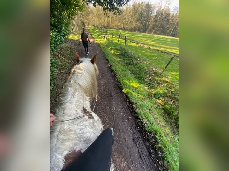 Andere Rassen Mix Ruin 10 Jaar 155 cm Gevlekt-paard in Temse