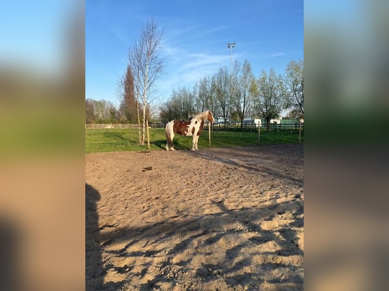 Andere Rassen Mix Ruin 10 Jaar 155 cm Gevlekt-paard in Temse