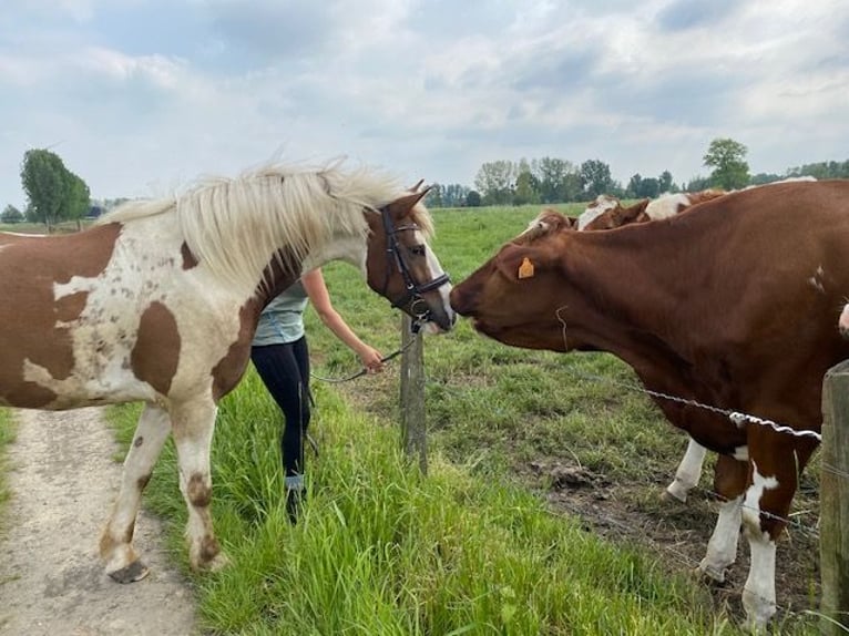 Andere Rassen Mix Ruin 10 Jaar 155 cm Gevlekt-paard in Temse