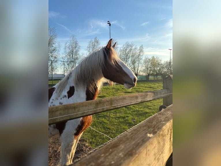 Andere Rassen Mix Ruin 10 Jaar 155 cm Gevlekt-paard in Temse