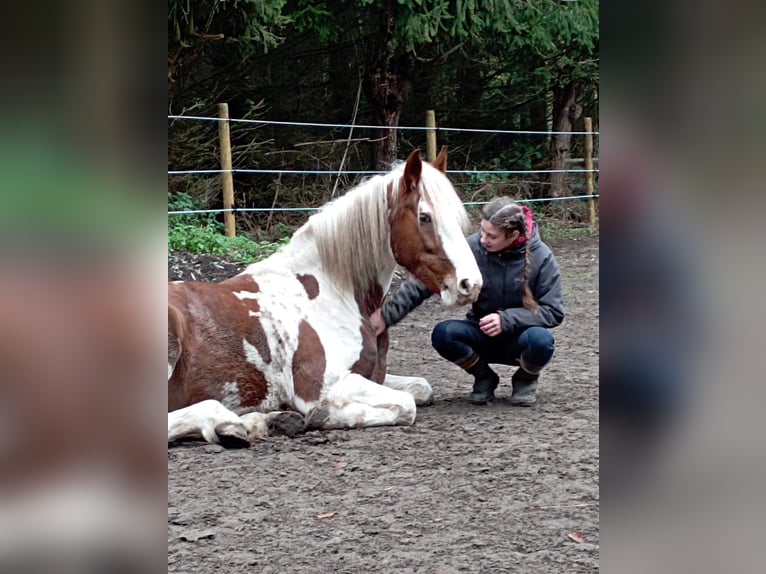 Andere Rassen Mix Ruin 10 Jaar 155 cm Gevlekt-paard in Temse